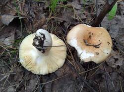 IMG_20260620_154007_gcam_3.2.thumb.jpg.cfc4c479b4772328e0bfcc6ae56cfd0b.jpg