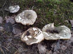 IMG_20260620_154152_gcam_3.2.thumb.jpg.fbc9bdcb4269fe6c423822d2f2aebba9.jpg