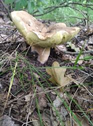 IMG_20260621_070125.thumb.jpg.dd896af0634b2f03ec2f6060d3df8d80.jpg