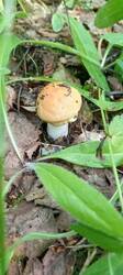 IMG_20260622_071213_232.thumb.jpg.b25673fef666f5d59fbb71fc6dee3778.jpg