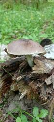 IMG_20260622_072205_056.thumb.jpg.875484bf82c6f5472dc10b94269c74e9.jpg