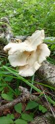 IMG_20260622_072252_340.thumb.jpg.6b5ae576d3033a6988f0ad6490e5733c.jpg