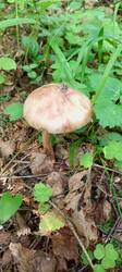 IMG_20260622_075511_887.thumb.jpg.2acbf01cb8842af82c9644e80e55f369.jpg