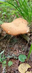 IMG_20260622_080014_637.thumb.jpg.e09b1b5a4b391b27571ced43468c996b.jpg