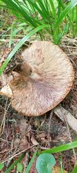 IMG_20260622_080228_912.thumb.jpg.7ab442f067bc979a6339689db6936274.jpg