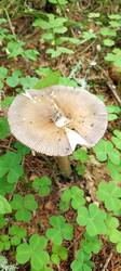 IMG_20260622_081147_463.thumb.jpg.9ddf95e3a587f0bf6d3351f3833f7f06.jpg