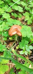 IMG_20260622_090208_863.thumb.jpg.6fa8727dd85c60a67909685821e3d678.jpg