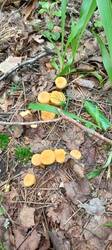IMG_20260622_091246_234.thumb.jpg.92ef3f6c8b8fa51888f5378fcc85544e.jpg