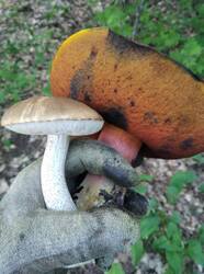 IMG_20260623_125311.thumb.jpg.cdd8139d9dba972c62b612a080a79247.jpg