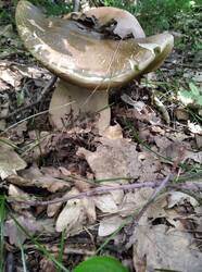 IMG_20260623_140137.thumb.jpg.3b9a9cfe52c419e083a4c7ac0b9a2d43.jpg