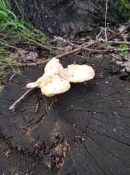 IMG_20260623_141035.thumb.jpg.33517c5c6d9939a662e0701544eafc83.jpg