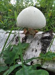 IMG_20260623_142009.thumb.jpg.c4904dfc15b62c23d3493eb26a6772e5.jpg