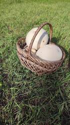 IMG_20260624_173754.jpg