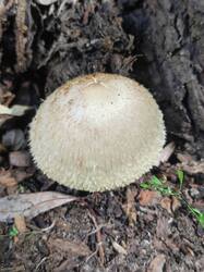 IMG_20260624_200950.thumb.jpg.8517868254fdc728aea2c9468b1db380.jpg