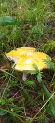 IMG_20260625_075021_719.thumb.jpg.e237858be3cb58e18008a097ab88e44f.jpg