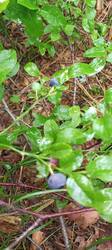 IMG_20260625_081714_894.thumb.jpg.8086978f16257098e197a62d86f831ed.jpg