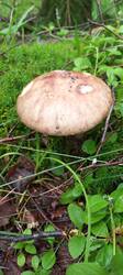 IMG_20260625_092301_414.thumb.jpg.9c59467236fc917f23160b645ee403be.jpg