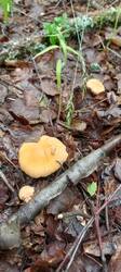IMG_20260625_092627_195.thumb.jpg.766b17f1ad6b3e2836e59632785f0596.jpg