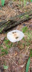 IMG_20260625_112118_881.thumb.jpg.7703f5f2662098c508676e21ac219bc5.jpg