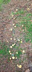 IMG_20260625_112821_054.thumb.jpg.a7f448278ae943e398d05d6867681c7d.jpg