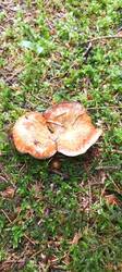 IMG_20260625_113206_526.thumb.jpg.64008ed1155ad5b77b0e0c1fbb974803.jpg