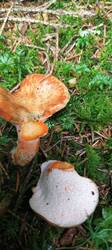 IMG_20260625_113448_529.thumb.jpg.65dde404b39af8f42eb26bbb3f9abc80.jpg