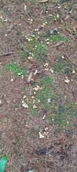 IMG_20260625_114500_657.thumb.jpg.02eff24697890a1bb1e720a82e32bda5.jpg
