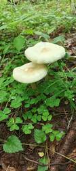 IMG_20260625_120758_270.thumb.jpg.3b50f5f594b86ffa331dc38c73a50bba.jpg