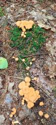 IMG_20260625_121650_591.thumb.jpg.eabef977046da4e383cb4e299fc01543.jpg