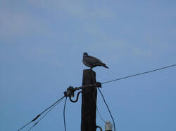 IMG_20260626_201156.jpg
