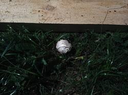 IMG_20260627_125826.thumb.jpg.c781be86f3fe237d2394469863d976c0.jpg