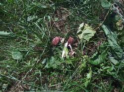 IMG_20260627_125843.thumb.jpg.7bc8522f55691698b7e43333bcc761a8.jpg