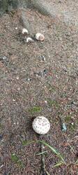 IMG_20260627_132105_917.thumb.jpg.cdf32a5571a9789e3e3ebdef62ddde9f.jpg