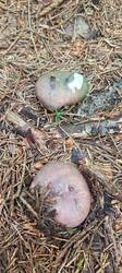 IMG_20260628_124034_049.thumb.jpg.0ec5d097fef7e84d622e8b3ae8b64338.jpg