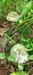 IMG_20260628_125123_587.thumb.jpg.7af34c6d7dc1ab30bccefd48579af36f.jpg