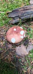 IMG_20260628_132535_464.thumb.jpg.b9acdb00ca728a0970046b381cc41f93.jpg