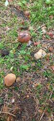 IMG_20260628_133235_725.thumb.jpg.7ba56161e78577c2ea3a13906e5c46b6.jpg