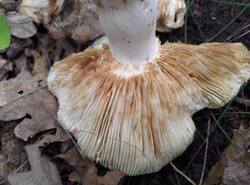 IMG_20260628_172404_gcam_3.2.thumb.jpg.24792e884cc394c97426264960d28de8.jpg
