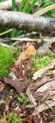 IMG_20260629_075037_745.thumb.jpg.289f6e58c664ee91941de6b4953b17bd.jpg