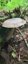 IMG_20260629_080055_867.thumb.jpg.d6141d0816fcad49efcac6107d3091c6.jpg