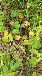 IMG_20260629_085202_9.thumb.jpg.c47c4f4dbbf77a38ccdb6231616cc19a.jpg
