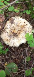 IMG_20260629_085600_210.thumb.jpg.c29176e65d1c8ed6eed29d7f2f39cee6.jpg