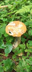 IMG_20260629_091353_550.thumb.jpg.d2aba40a976ac8bb486f82a95e36f1a8.jpg