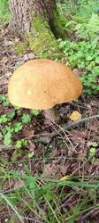 IMG_20260629_100746_342.thumb.jpg.13c4e8892f10f1a4a6fa4bd4c832594e.jpg