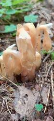 IMG_20260629_101640_757.thumb.jpg.b262cb007d92f19e90b3ad872d4ac401.jpg