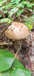 IMG_20260629_102356_600.thumb.jpg.1c04924a31e0f7b7f8e43bb75babbb0b.jpg