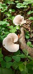 IMG_20260629_130429_063.thumb.jpg.a45ef7c7b3117b7f1240c1f666d0bb56.jpg