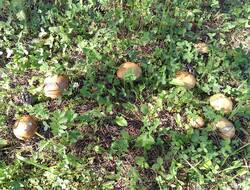 IMG_20260630_081023_MP.thumb.jpg.aee11854bab764490fd0cad2697c788e.jpg