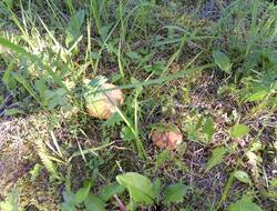 IMG_20260630_081036_MP.thumb.jpg.59560b2e2c9afb72876982b87d99f741.jpg