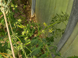 IMG_3089.thumb.jpg.c08616987440d22bf2c71f5b4e0df78e.jpg